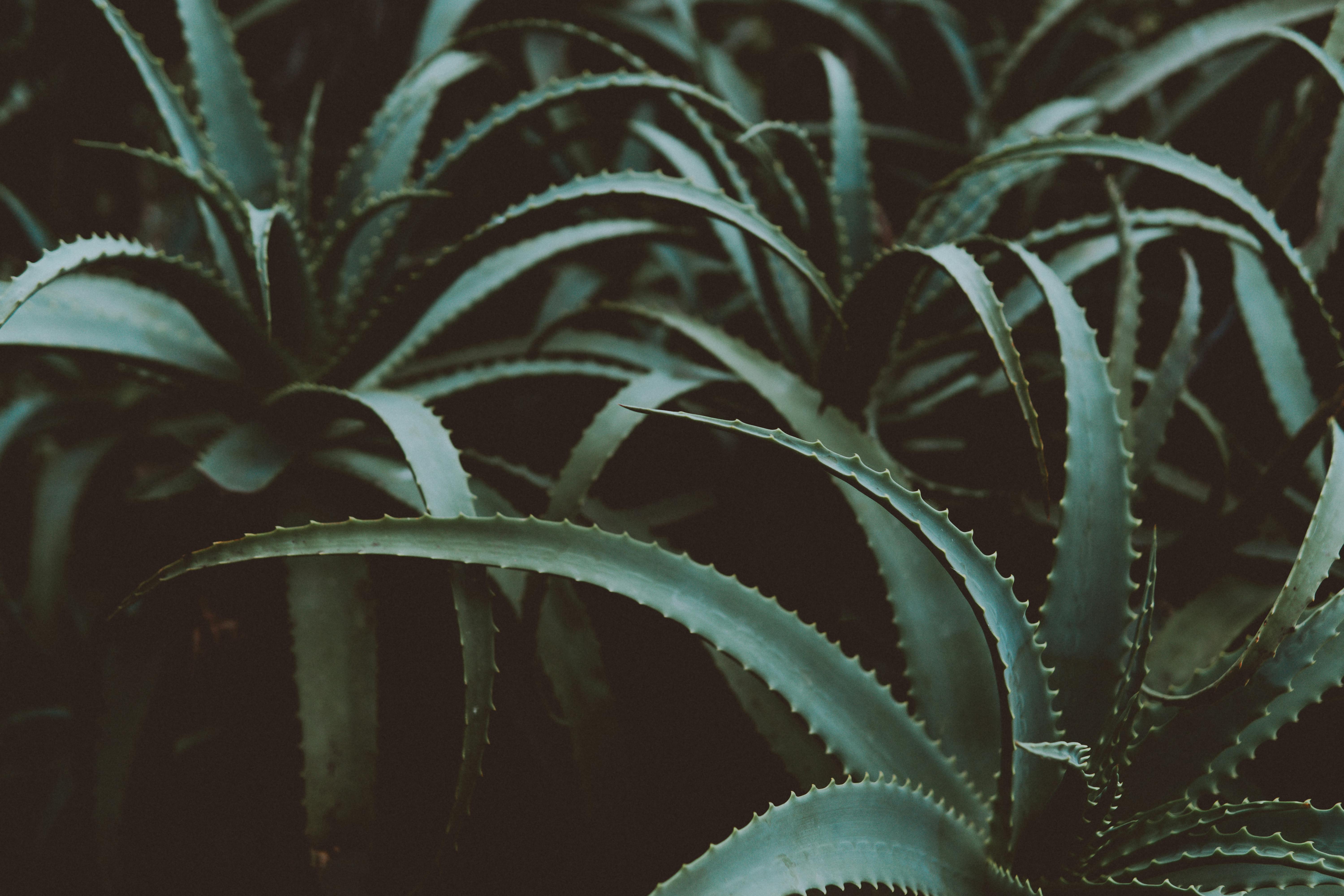 Neem