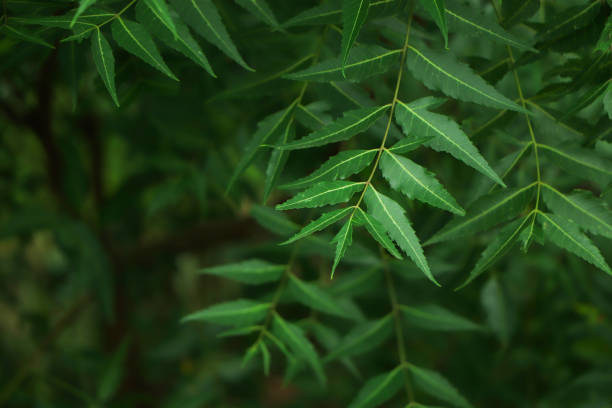 Neem