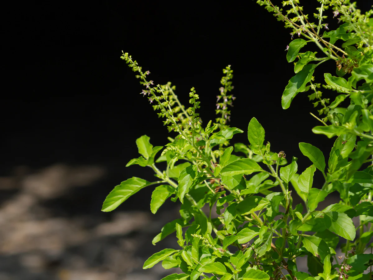 Neem